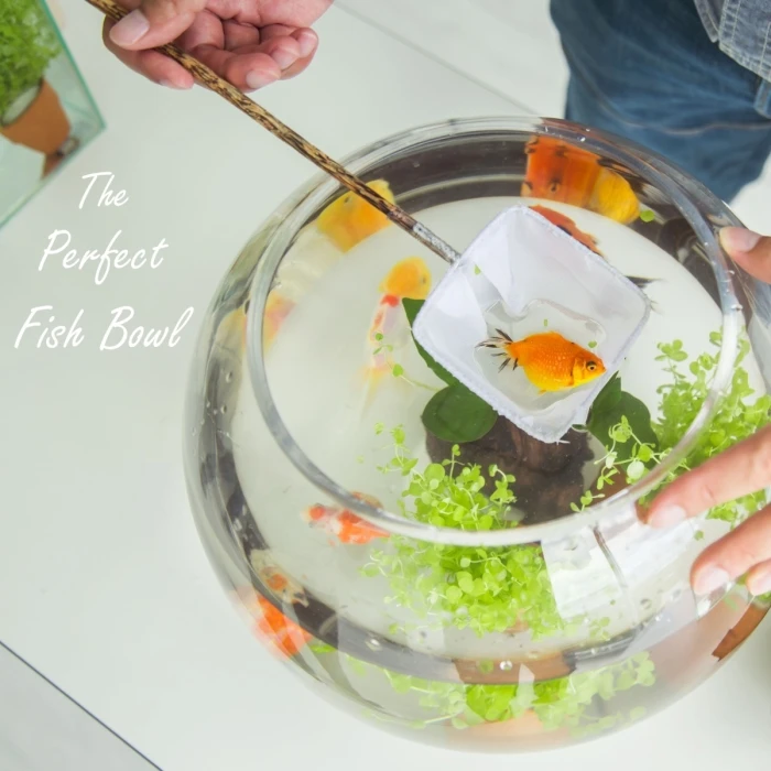 Glass Bubble Bowl, H-8" W-10" (Wholesale 6 PCS/Case) - Image 4