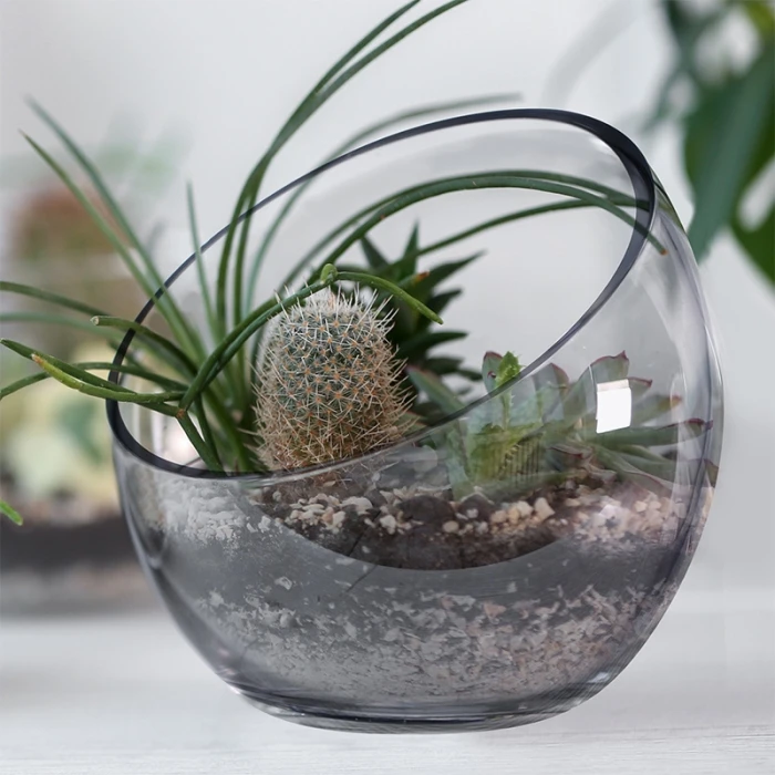 Glass Slant Cut Pod Terrarium Bowl, H-9" W"10 (Wholesale 4 PCS/Case) - Image 5