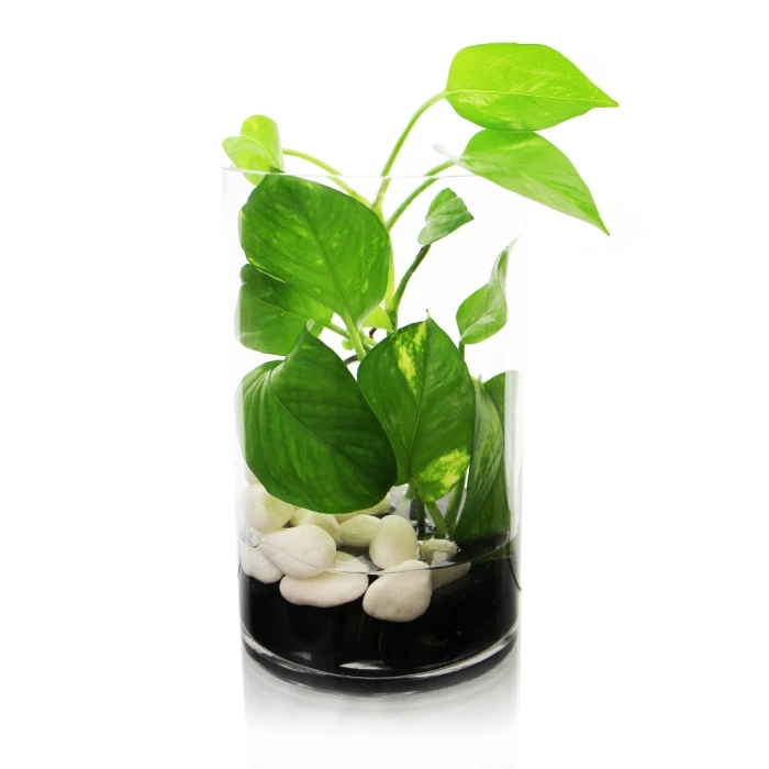 Glass Cylinder Vase, H-10" D-5" (Wholesale 6 PCS/Case) - Image 7