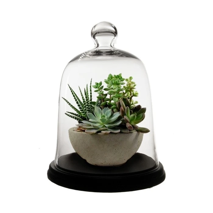 Glass Bell Dome Cloche With Black Wood Base, H-17" D-13" (Wholesale 2 PCS/Case) - Image 5