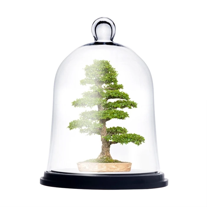 Glass Bell Dome Cloche With Black Wood Base, H-13" D-10" (Wholesale 2 PCS/Case)
