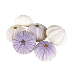 Natural Sea Urchin Purple Sea Shells, 2" - 3", Pack Of 72 Pcs