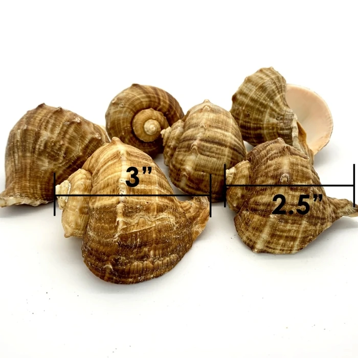 Natural Brown Rampana Sea Shells, 2" - 3", Pack Of 50 Pcs - Image 2