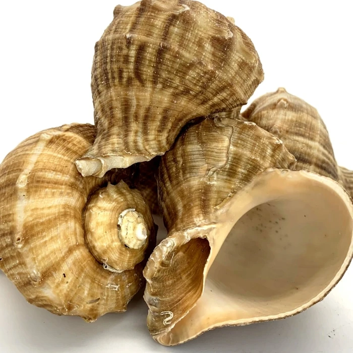 Natural Brown Rampana Sea Shells, 2" - 3", Pack Of 50 Pcs - Image 3