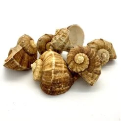 Natural Brown Rampana Sea Shells, 2" - 3", Pack Of 50 Pcs