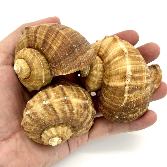 Natural Brown Rampana Sea Shells, 2" - 3", Pack Of 50 Pcs - Image 4