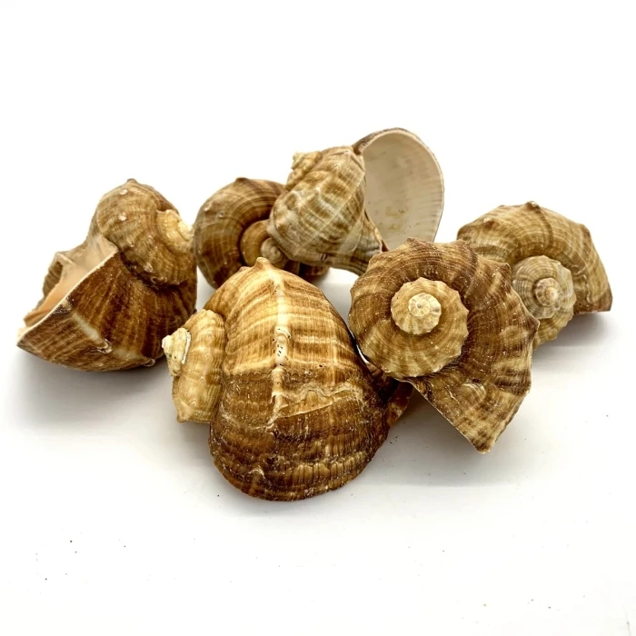 Natural Brown Rampana Sea Shells, 2" - 3", Pack Of 50 Pcs