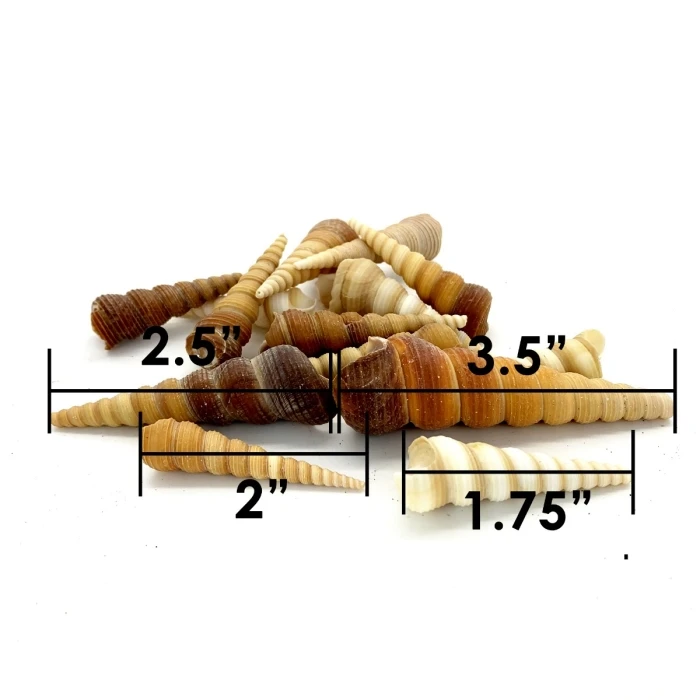 22 Lbs Brow Cream Terebra Cone Sea Shells, 1.5" - 3" (Approximately 1300 Pcs) - Image 2