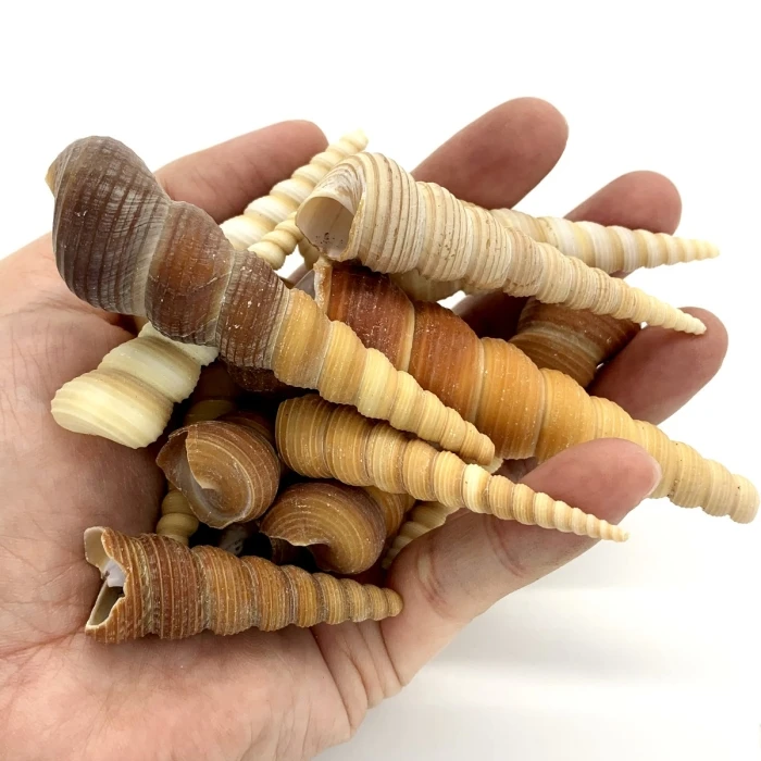 22 Lbs Brow Cream Terebra Cone Sea Shells, 1.5" - 3" (Approximately 1300 Pcs) - Image 3