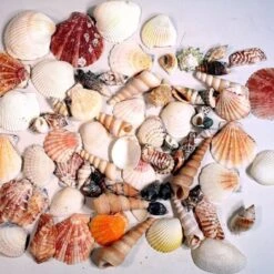 19.2 Lbs Natural Mixed Shells In Bulseta Bag Bowl Vase Fillers (Approximately 1200 Pcs)