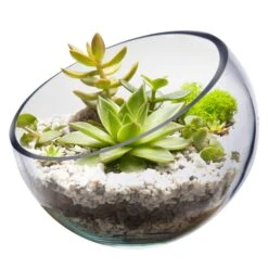 Glass Slant Cut Pod Terrarium Bowl, H-9" W"10 (Wholesale 4 PCS/Case)