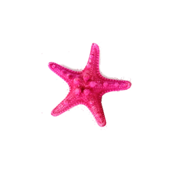 Fuchsia Pink Knobby Textured Starfish, 5"-7" (Wholesale 48 PCS/Case) - Image 3