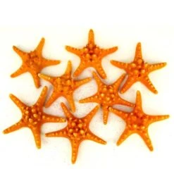 Sunset Orange Knobby Textured Starfish, 5"-7" (Wholesale 48 PCS/Case)