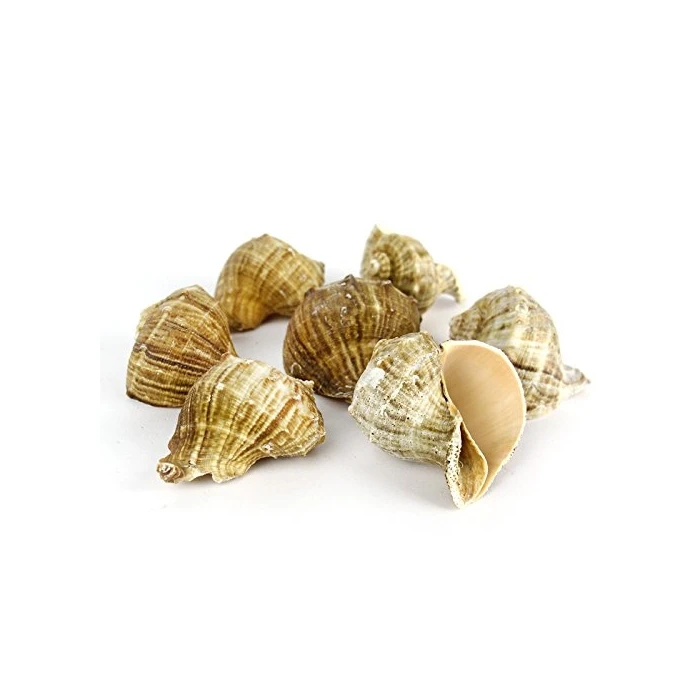 Natural Brown Rampana Sea Shells, 2" - 3", Pack Of 50 Pcs - Image 5