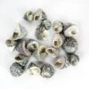 22 Lbs Grey Striped Stellatus Sea Shells, 1.5" - 3" (Approximately 1000 Pcs)