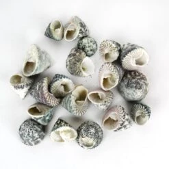 22 Lbs Grey Striped Stellatus Sea Shells, 1.5" - 3" (Approximately 1000 Pcs)
