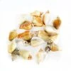 22 Lbs Creamy Brown Strombus Canarium Sea Shells, 2"-2.75" (Approximately 600 Pcs)