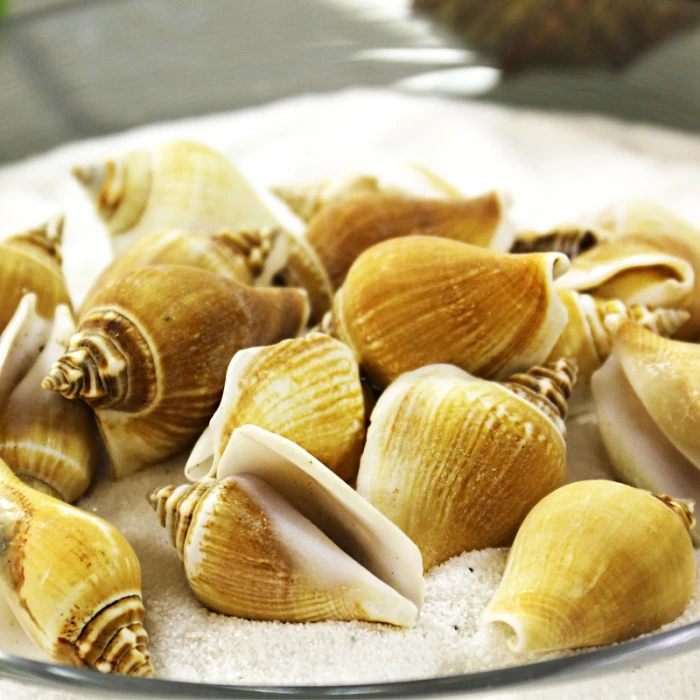 22 Lbs Creamy Brown Strombus Canarium Sea Shells, 2"-2.75" (Approximately 600 Pcs) - Image 3