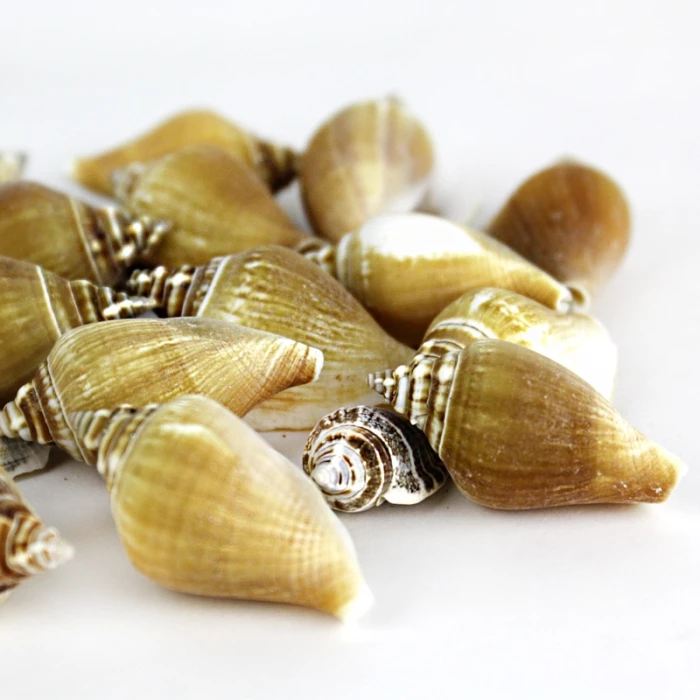 22 Lbs Creamy Brown Strombus Canarium Sea Shells, 2"-2.75" (Approximately 600 Pcs) - Image 2