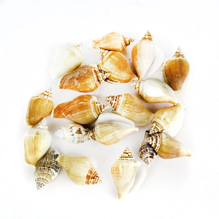 22 Lbs Creamy Brown Strombus Canarium Sea Shells, 2"-2.75" (Approximately 600 Pcs)