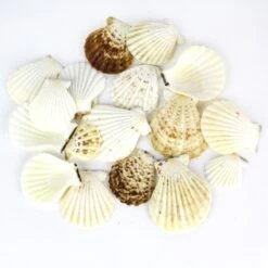 22 Lbs Cream Brown Pecten Vexillum Fan Sea Shells, 2.5" - 3.25" (Approximately 550 Pcs)