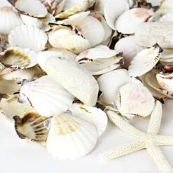 19.2 Lbs White Mixed Sea Shells With Bleached Finger Starfish (Approximately 1200 Pcs)