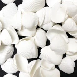 26.4 Lbs White Arca Ovalis Blood Ark Clam Sea Shells, 1" - 2" (Approximately 2160 Pcs)